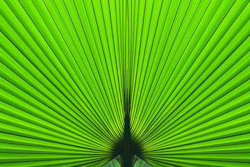 Fototapeta premium Tropical Palm Leaf Texture Background Dark Green nature background design