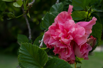 Flowers of Hibiscus