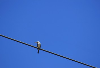 Small bird perched on an electrical wire, blue skies background