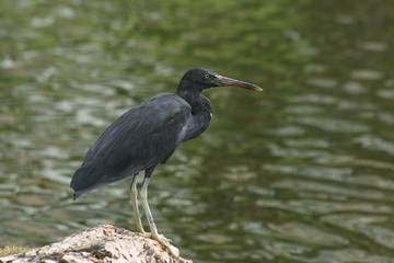 Side view shot of a black egret standing on a rock in the pond