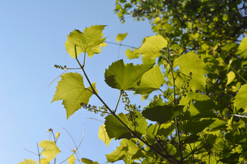 Grape shoots with stems, leaves, tendrils and buds. Fresh green plant of grape on the background of light blue sky. Garden in spring.