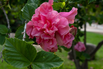 Flowers of Hibiscus