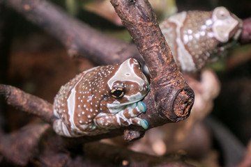 Beautiful frog. Exotic toad