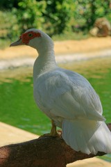 Close up, side view of a white duck standing at the edge of a pond