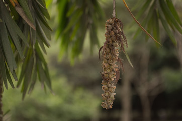 pine cone on tree