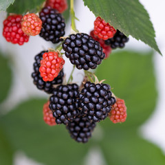 Blackberry in the garden