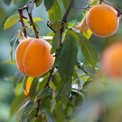 Ripe peaches in a tree garden
