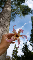 Flower of Silk floss tree