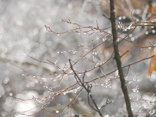 枝に溶ける雪