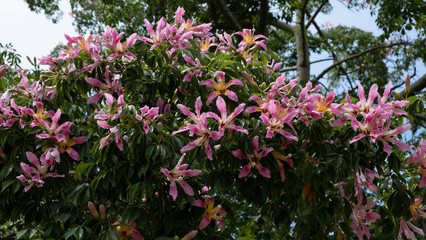 Obraz premium Silk floss tree