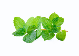 Mint leaves isolated on a white background