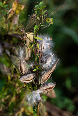 Seeding milkweed plant.