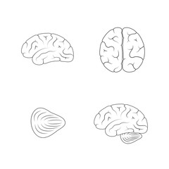 Vector illustration of human brain anatomy 