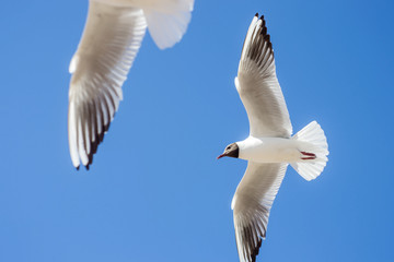birds soar in the blue sky. Seagulls fly