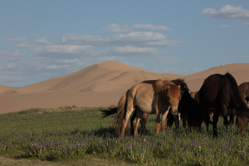 horse and dunes 