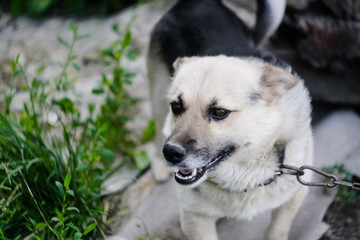  yard dog on a chain in summer