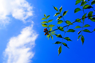 Green plant and blue sky