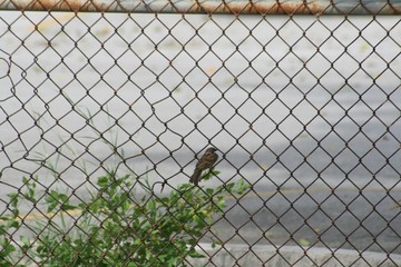 Cyclone wire fence with a small bird perched in one section