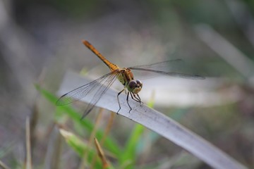 Dragonfly perched on a dry leaf, soft background