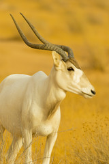 oryx du désert