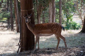 Fawn in the forest alone. A fawn of the Mercadante Forest in the province of Bari, Puglia (Italy).