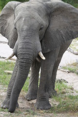 Fototapeta na wymiar Attaque d'éléphant 