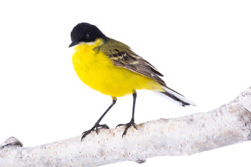 wagtail  isolated on a white background  in studio shot