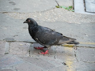 Obraz premium Pigeon standing on a concrete pavement