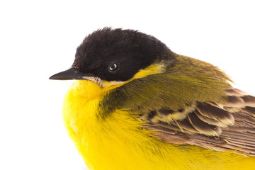  portrait wagtail  isolated on a white background  in studio shot