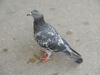 Close up of a pigeon standing on a concrete pavement