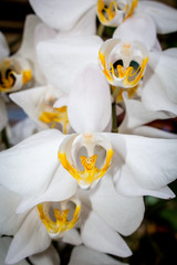 Orchid flowers closeup and isolated