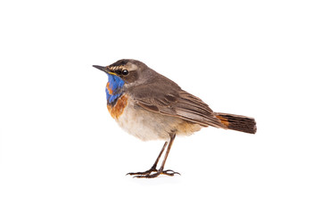 bluethroat (Luscinia svecica) isolated on a white