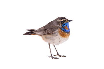 bluethroat (Luscinia svecica) isolated on a white