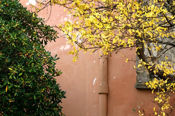 Yellow autumn leaves and pink traditional wall in Stari Grad, on island Hvar, Croatia.