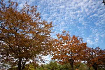 京都ぶらり、すじ雲、むら雲、明日は雨か