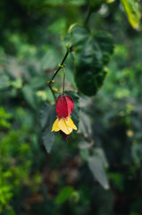 red flowers in the garden