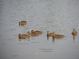 Ducks swimming in the pond