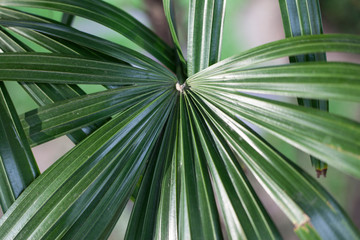 green leaf of palm tree