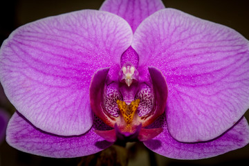 Orchid flowers closeup and isolated