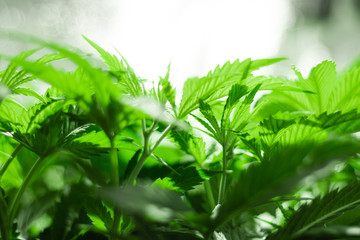 Background of cannabis leaves. A large amount of marijuana. Growing cannabis indoors. SoG hemp...