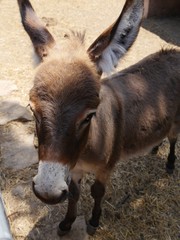 Fototapeta premium Close up of a mule's head at a farm