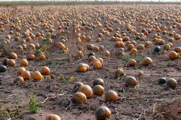 Fototapeta premium Pumpkins' field in autum