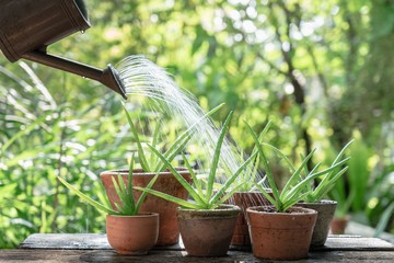 Morning outdoor activity to watering aloe vera pot plant - 302439584