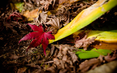 Maple leaves turn red