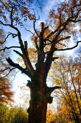 Alter Baum in einem Urwald bei Hofgeismar im Herbst