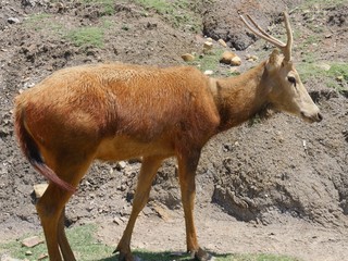 Deer standing in a meadow close hill