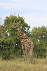 Girafe