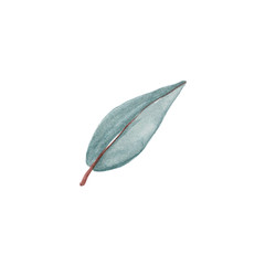 Trendy and tender watercolor single clipart blue-green twigs and eucalyptus leaves. Hand drawn isolated on a white background.