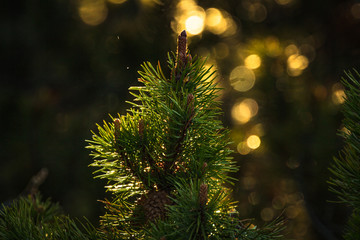 tree backlit 