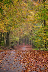 A road that leads through a dense forest with many.brown leaves on the ground